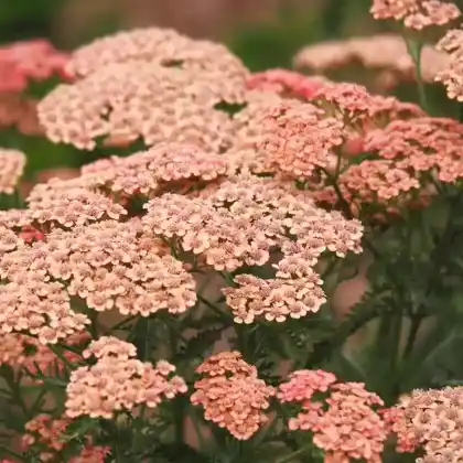 Foto von Schafgarbe 'Apricot Delight' (Achillea millefolium 'Apricot Delight')