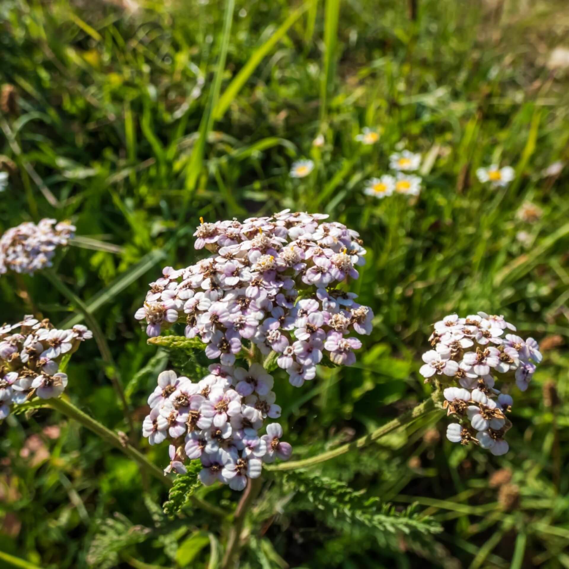 Schafgarbe 'Kelwayi' (Achillea millefolium 'Kelwayi')