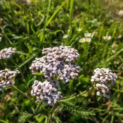 Foto von Schafgarbe 'Kelwayi' (Achillea millefolium 'Kelwayi')