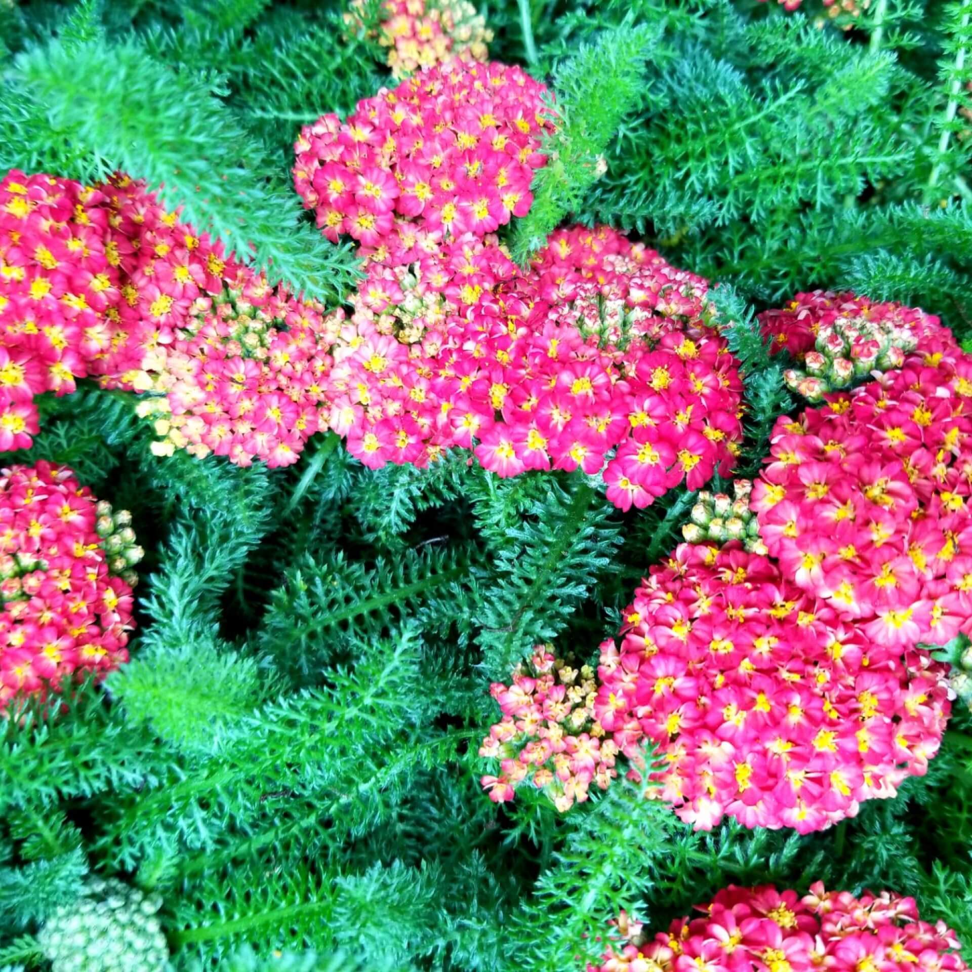 Schafgarbe 'Pomegranate' (Achillea millefolium 'Pomegranate')