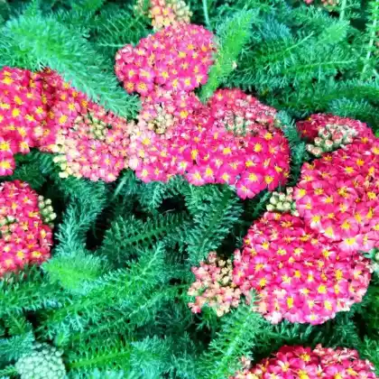 Foto von Schafgarbe 'Pomegranate' (Achillea millefolium 'Pomegranate')
