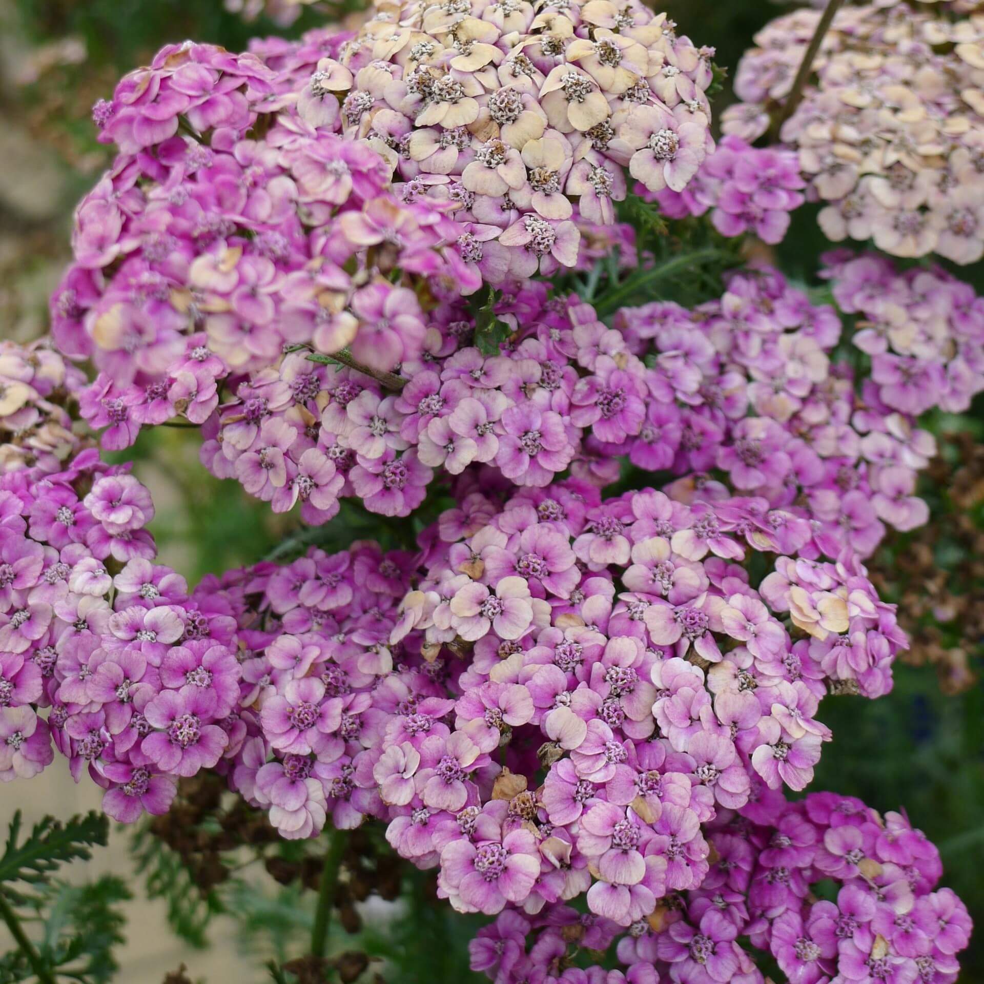 Schafgarbe 'Saucy Seduction' (Achillea millefolium 'Saucy Seduction')