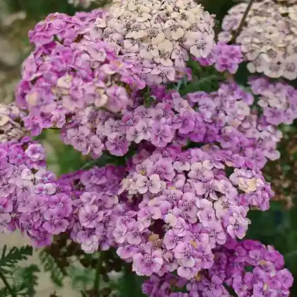 Foto von Schafgarbe 'Saucy Seduction' (Achillea millefolium 'Saucy Seduction')
