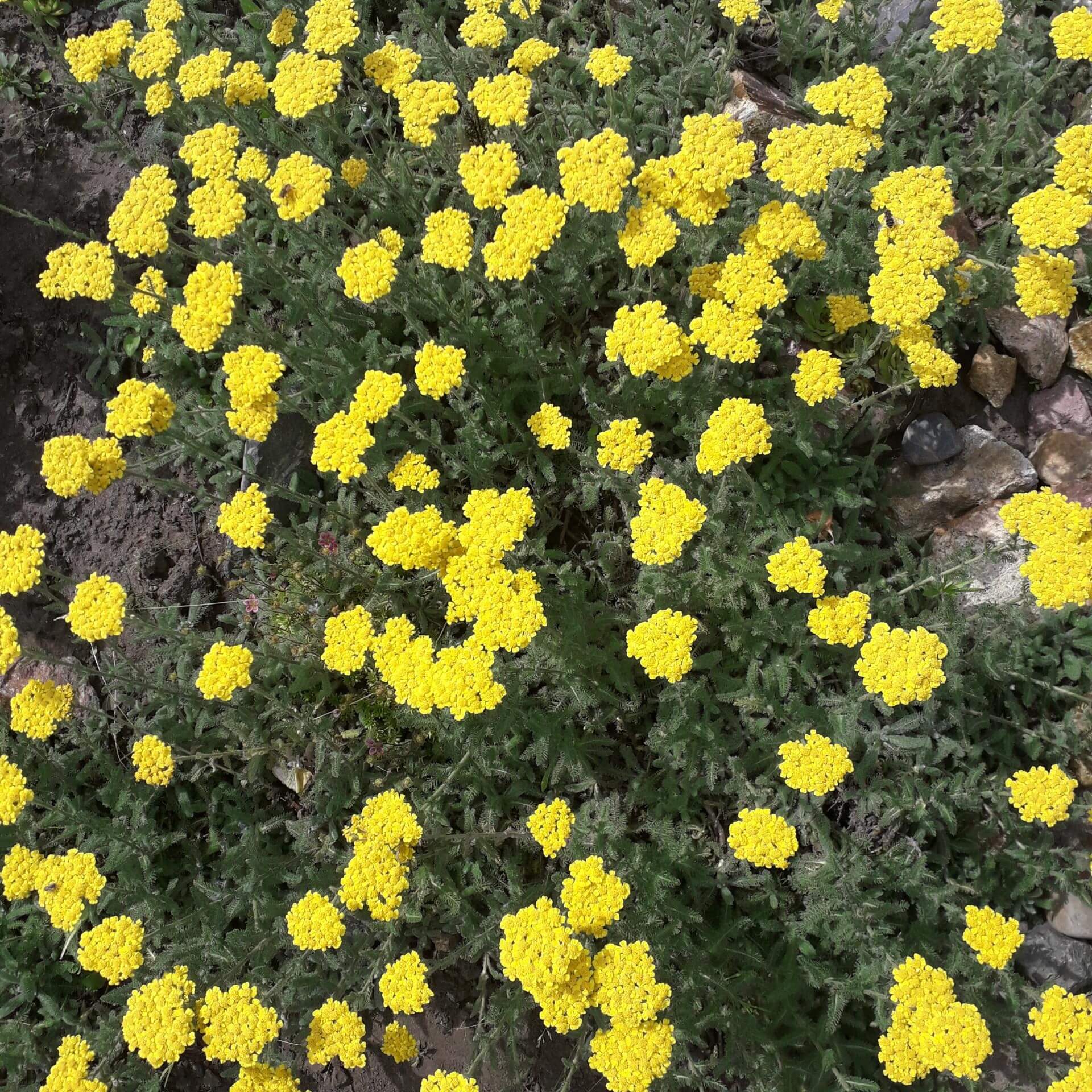 Teppich-Garbe 'Aurea' (Achillea tomentosa 'Aurea')