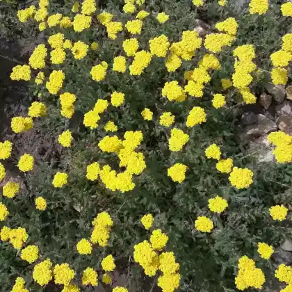Foto von Teppich-Garbe 'Aurea' (Achillea tomentosa 'Aurea')