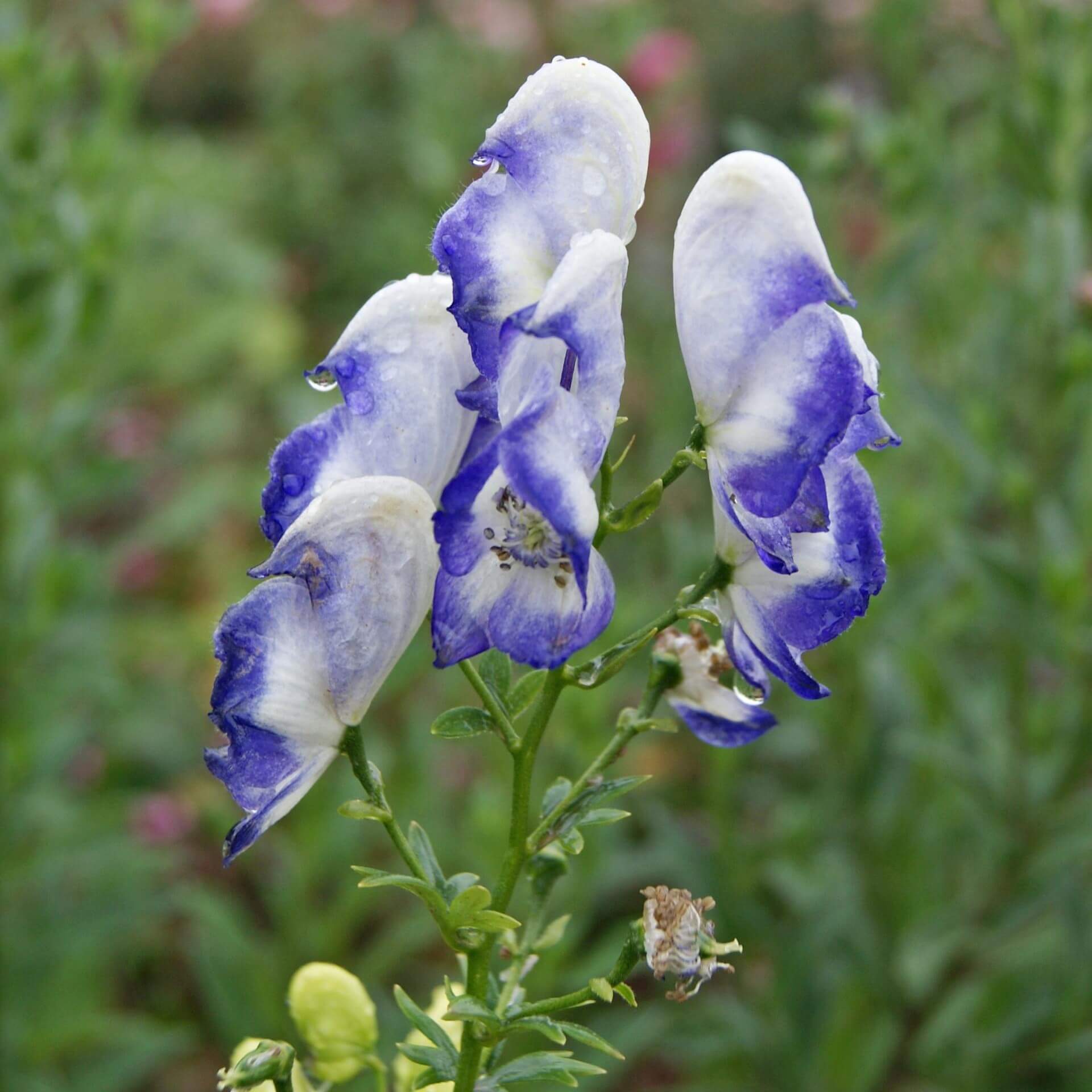 Garten-Eisenhut (Aconitum x cammarum)