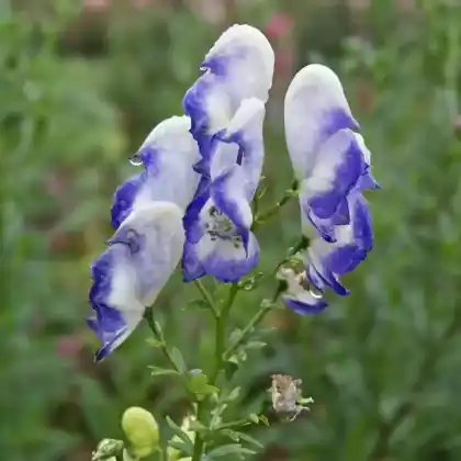 Foto von Garten-Eisenhut (Aconitum x cammarum)