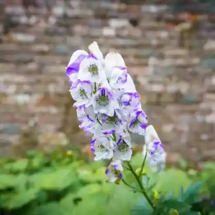 Foto von Garten-Eisenhut 'Bicolor' (Aconitum x cammarum 'Bicolor')