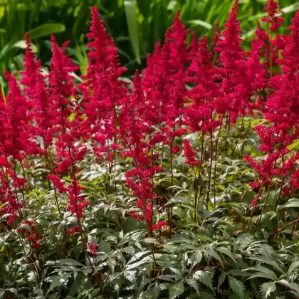 Foto von Japanische Prachtspiere 'Red Sentinel' (Astilbe japonica 'Red Sentinel')