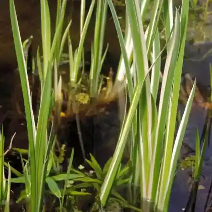 Foto von Kalmus 'Variegatus' (Acorus calamus 'Variegatus')
