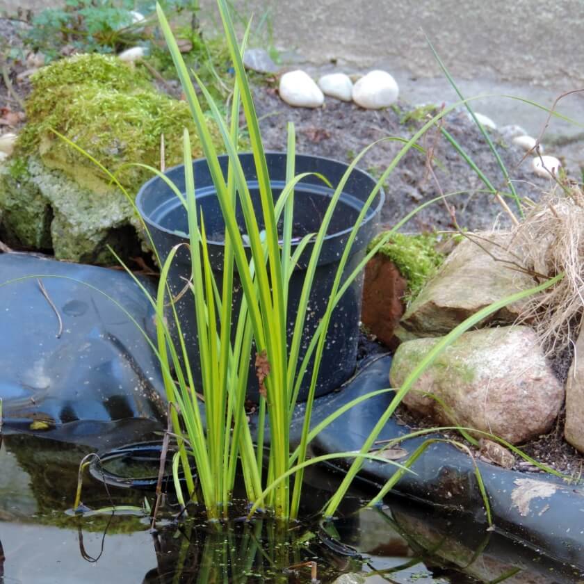 Zwergkalmus / Acorus gramineus