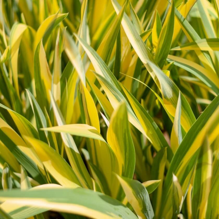 Zwergkalmus 'Ogon' Expertenwissen für den Garten