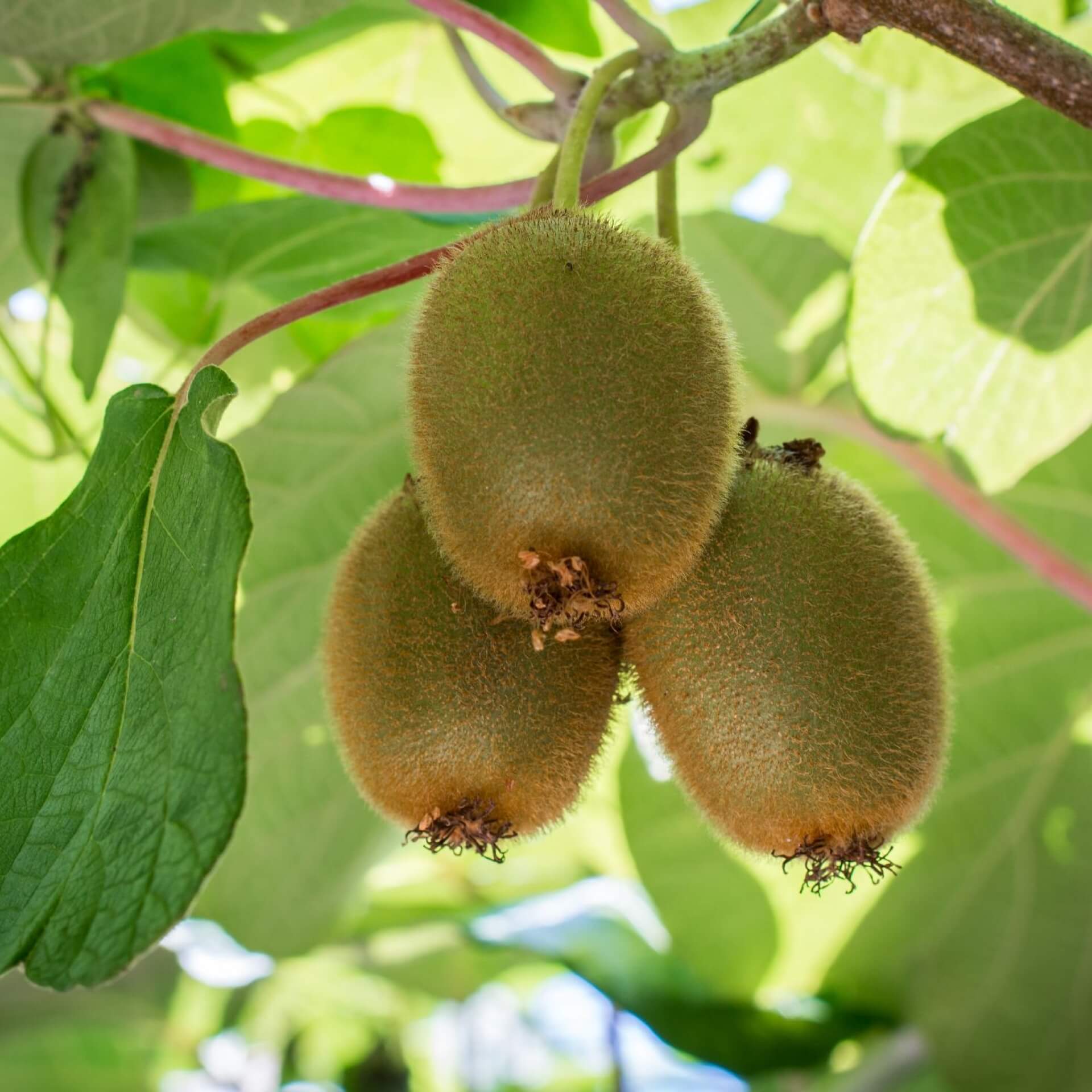 Kiwi 'Jenny' (Actinidia deliciosa 'Jenny')