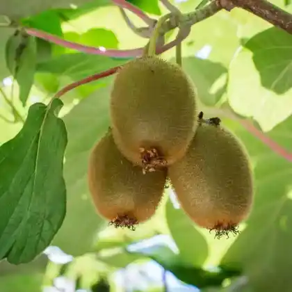 Foto von Kiwi 'Jenny' (Actinidia deliciosa 'Jenny')