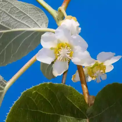 Foto von Kiwi 'Hayward' (Actinidia deliciosa 'Hayward')