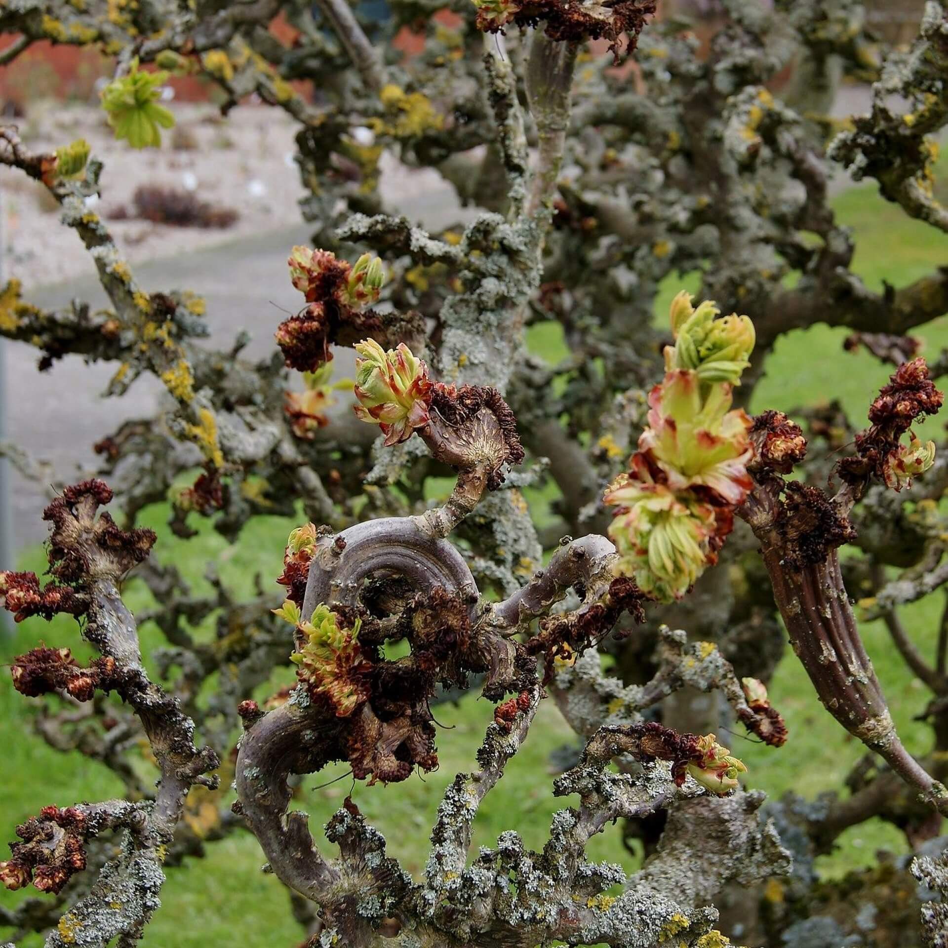 Rosskastanie 'Monstrosa' (Aesculus hippocastanum 'Monstrosa')