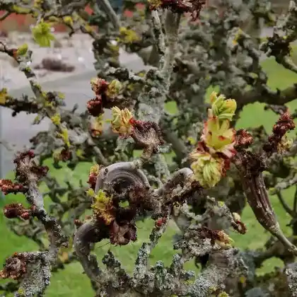 Foto von Rosskastanie 'Monstrosa' (Aesculus hippocastanum 'Monstrosa')