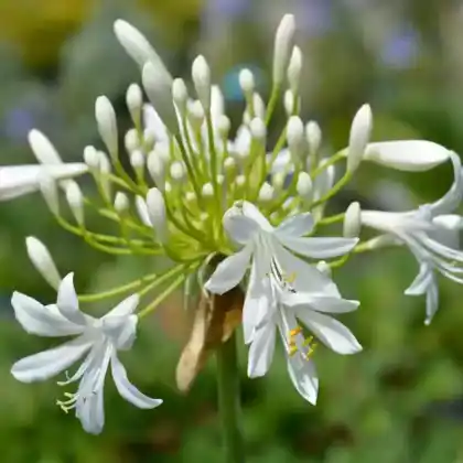 Foto von Afrika-Schmucklilie 'Albus' (Agapanthus africanus 'Albus')