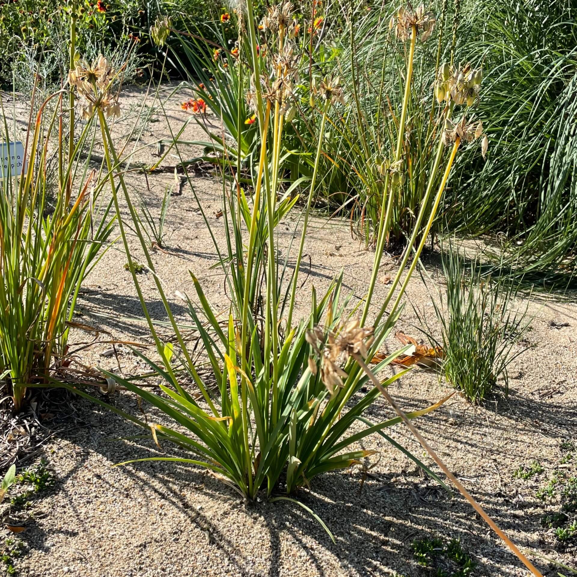 Afrika-Schmucklilie 'Blue Triumphator' (Agapanthus africanus 'Blue Triumphator')