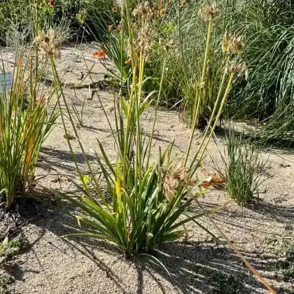 Foto von Afrika-Schmucklilie 'Blue Triumphator' (Agapanthus africanus 'Blue Triumphator')