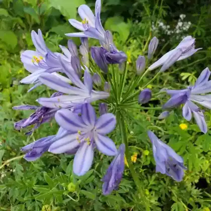 Foto von Afrika-Schmucklilie 'Peter Pan' (Agapanthus africanus 'Peter Pan')