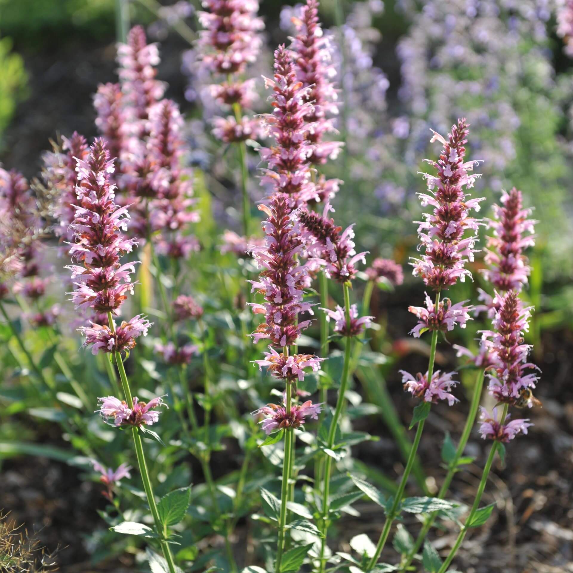 Mexikanische Duftnessel 'Red Fortune' (Agastache mexicana 'Red Fortune')