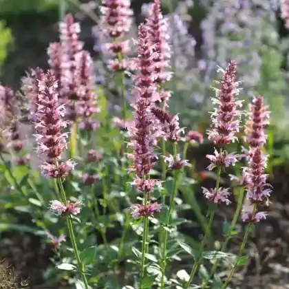 Foto von Mexikanische Duftnessel 'Red Fortune' (Agastache mexicana 'Red Fortune')