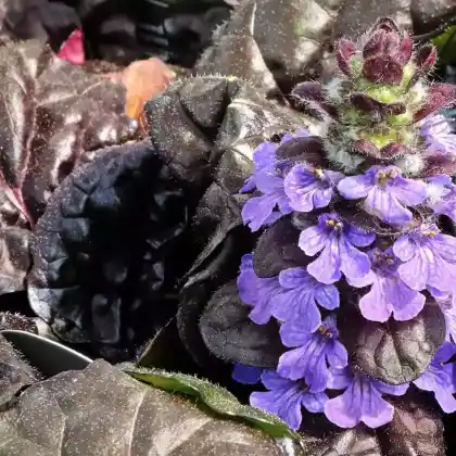 Foto von Kriechender Günsel 'Black Scallop' (Ajuga reptans 'Black Scallop')