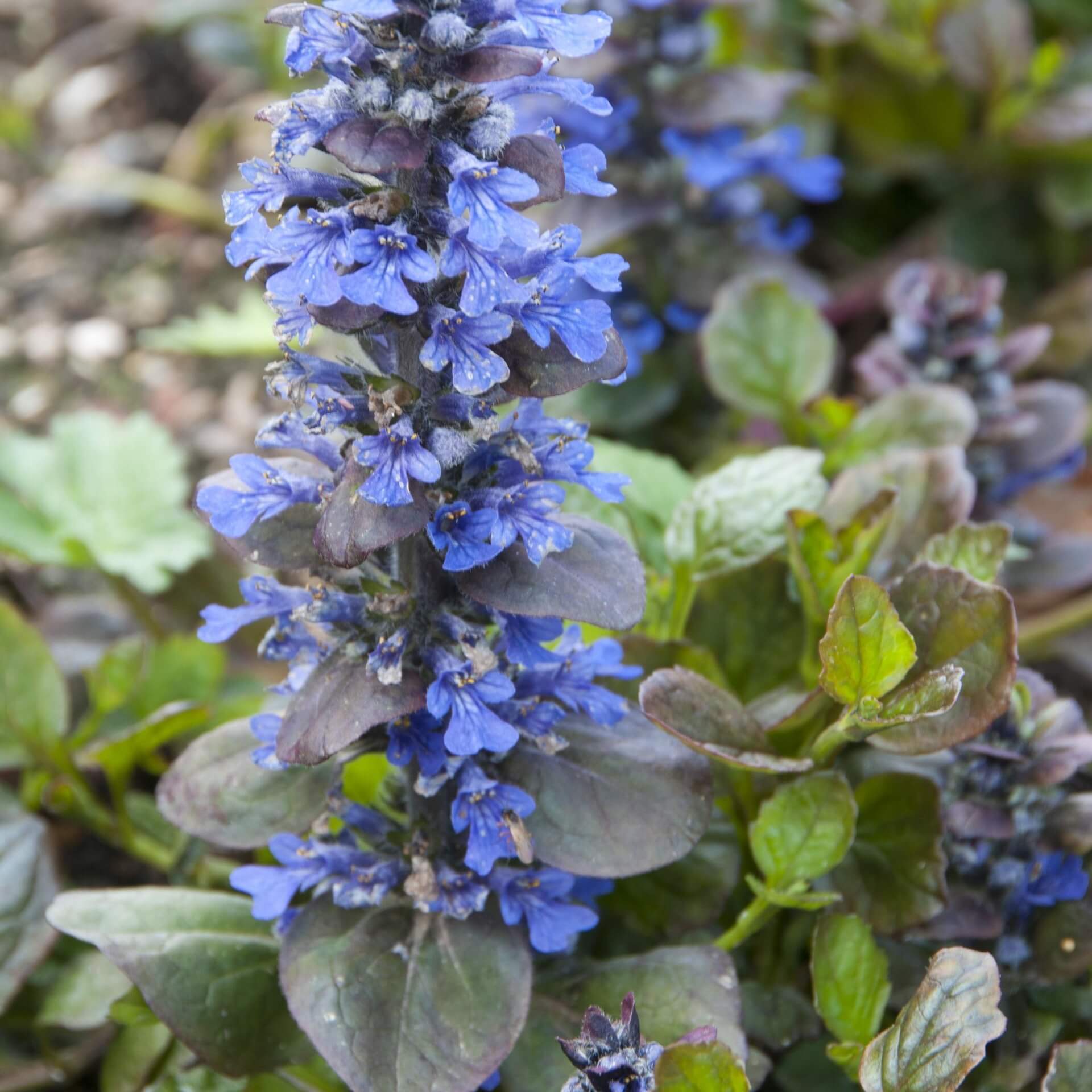 Kriechender Günsel 'Catlin's Gigant' (Ajuga reptans 'Catlin's Gigant')