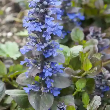 Foto von Kriechender Günsel 'Catlin's Gigant' (Ajuga reptans 'Catlin's Gigant')