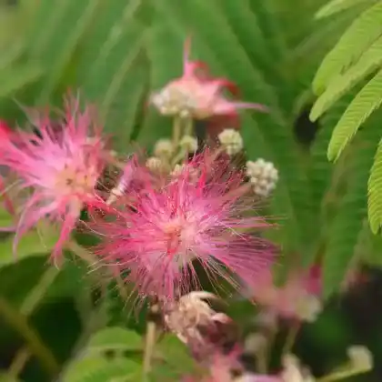 Foto von Seidenbaum 'Ombrella' (Albizia julibrissin 'Ombrella')