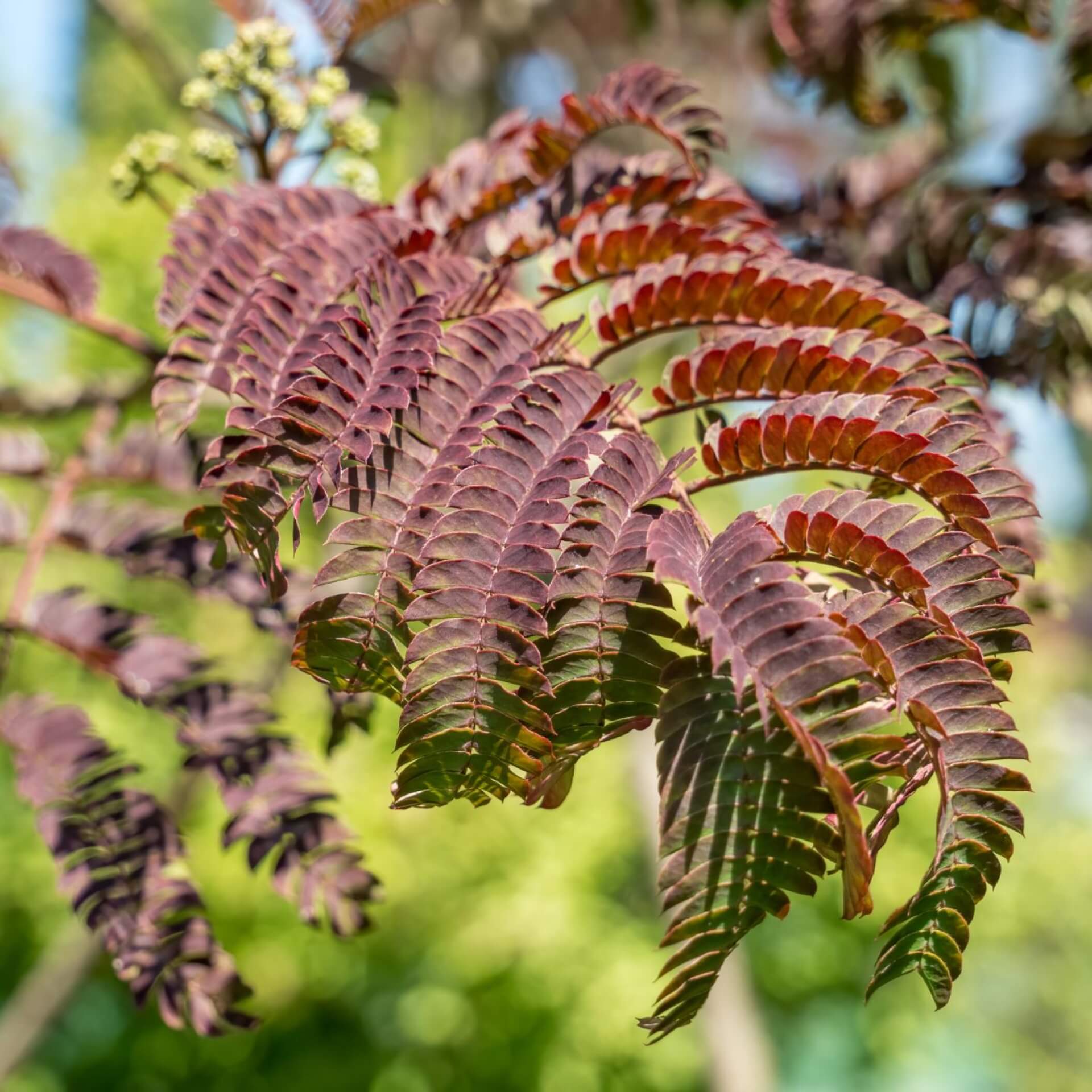 Seidenbaum 'Summer Chocolate' (Albizia julibrissin 'Summer Chocolate')