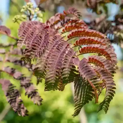 Foto von Seidenbaum 'Summer Chocolate' (Albizia julibrissin 'Summer Chocolate')