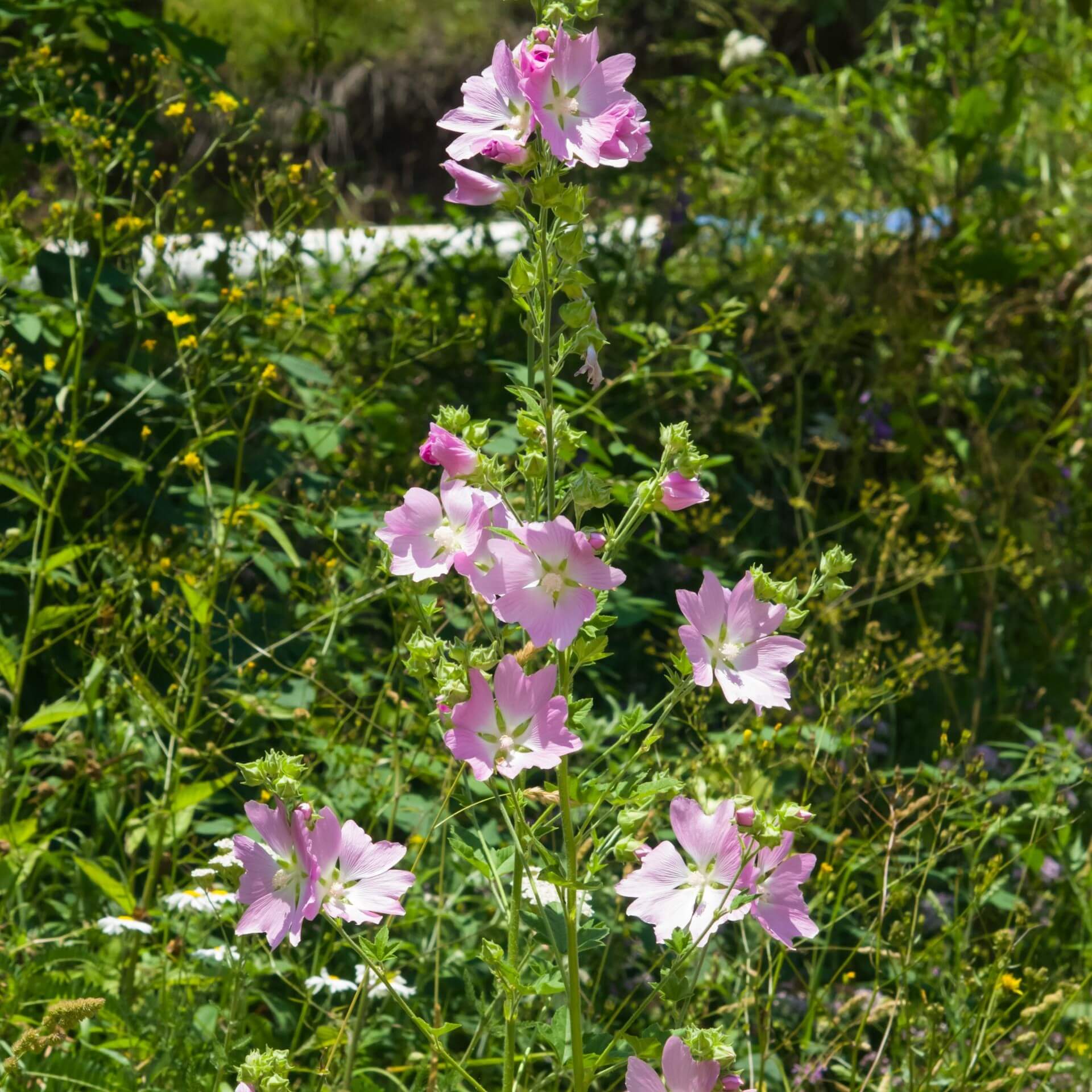 Gewöhnliche Stockrose (Alcea pallida)