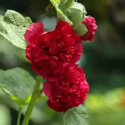Foto von Garten-Stockrose 'Pleniflora' (Alcea rosea 'Pleniflora')