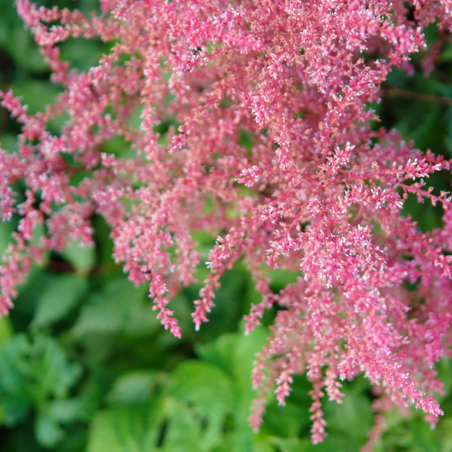 Einfachblättrige Prachtspiere 'Aphrodite' (Astilbe simplicifolia 'Aphrodite')