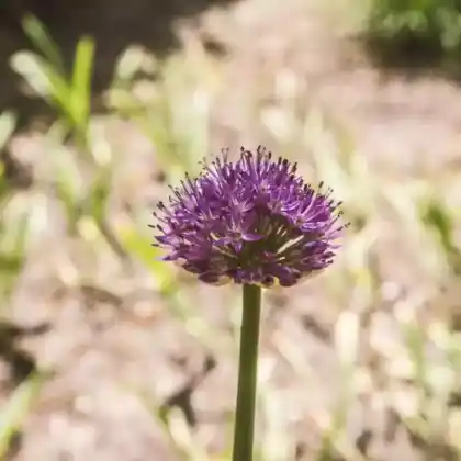 Foto von Gestielter Lauch (Allium stipitatum)