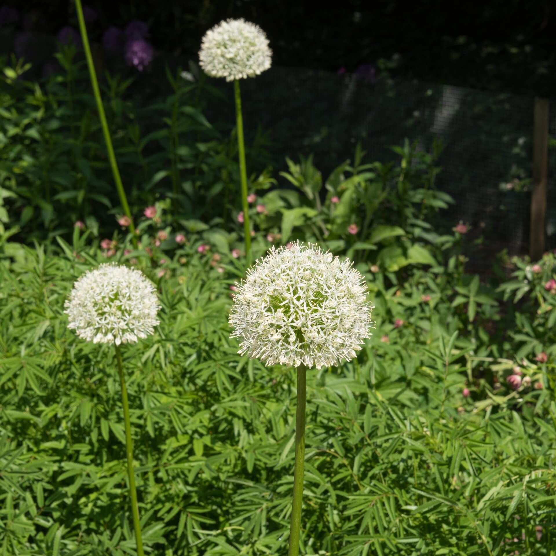 Zierlauch 'Mount Everest' (Allium stipitatum 'Mount Everest')