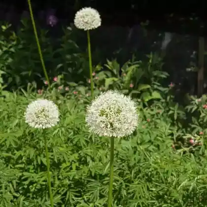 Foto von Zierlauch 'Mount Everest' (Allium stipitatum 'Mount Everest')
