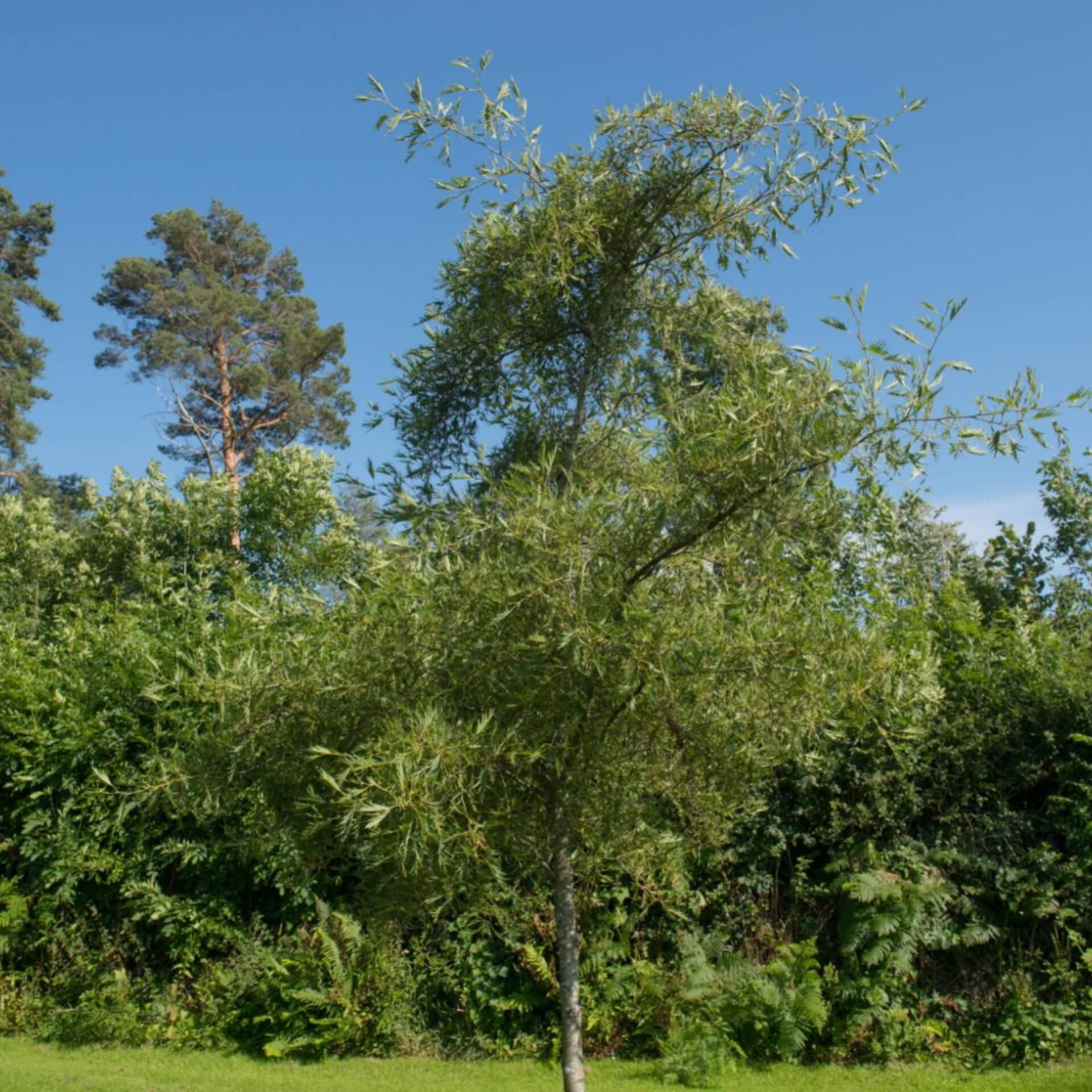 Kaisererle 'Imperialis' (Alnus glutinosa 'Imperialis')