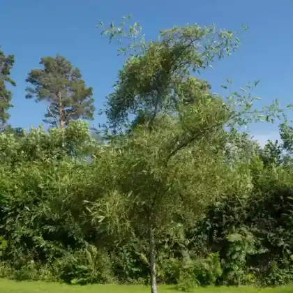 Foto von Kaisererle 'Imperialis' (Alnus glutinosa 'Imperialis')