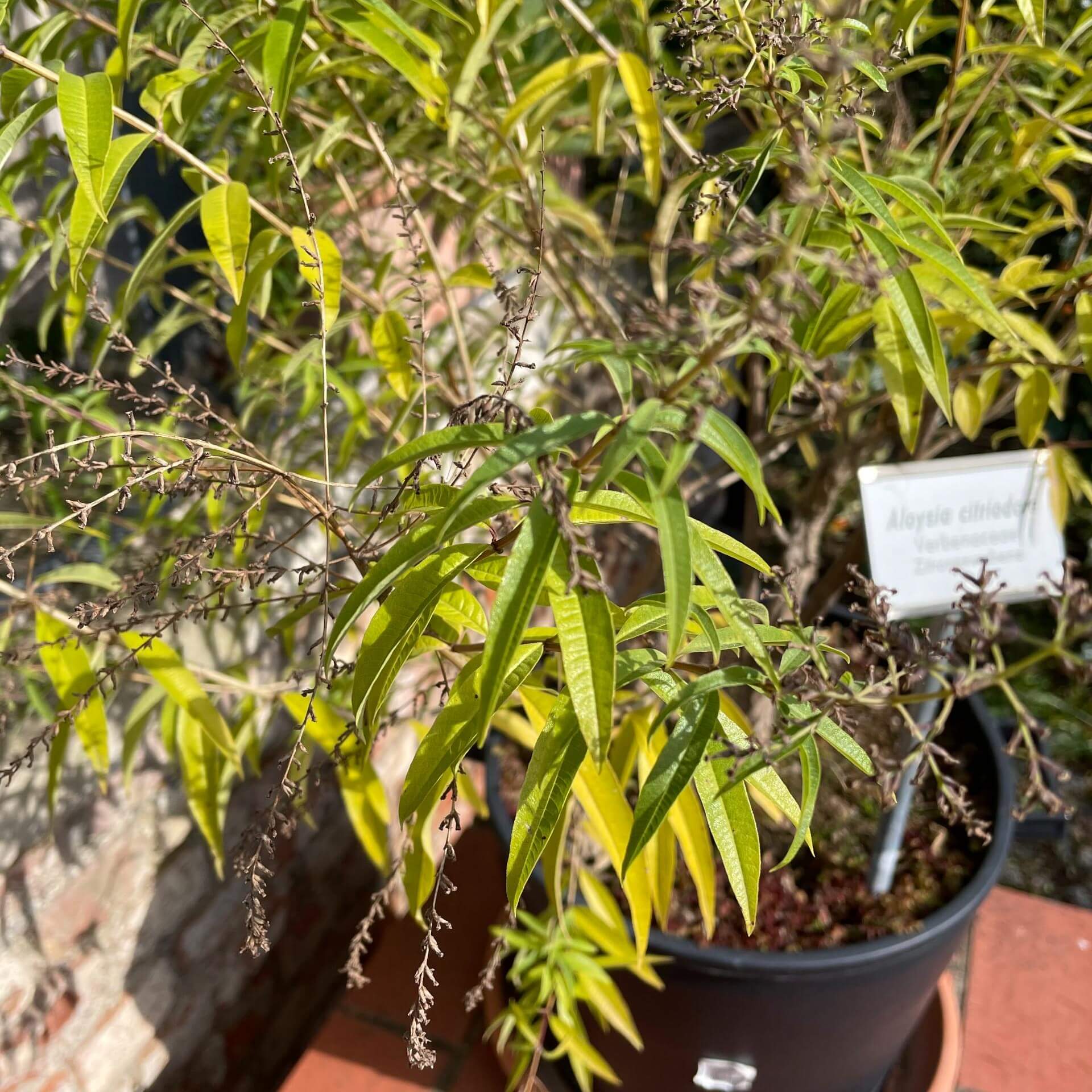 Zitronenstrauch / Aloysia citrodora