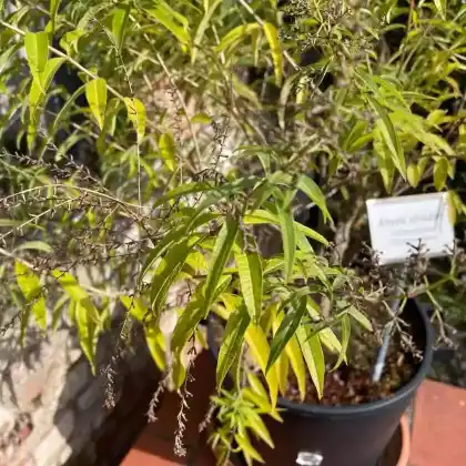 Foto von Zitronenstrauch (Aloysia citrodora)