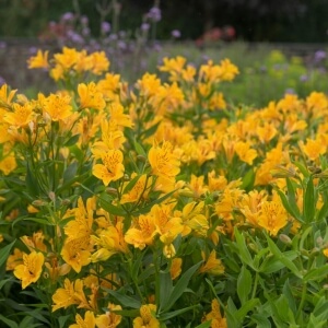 TigerLilie / Lilium lancifolium