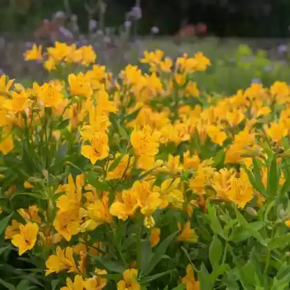 Foto von Goldene Inkalilie (Alstroemeria aurea)