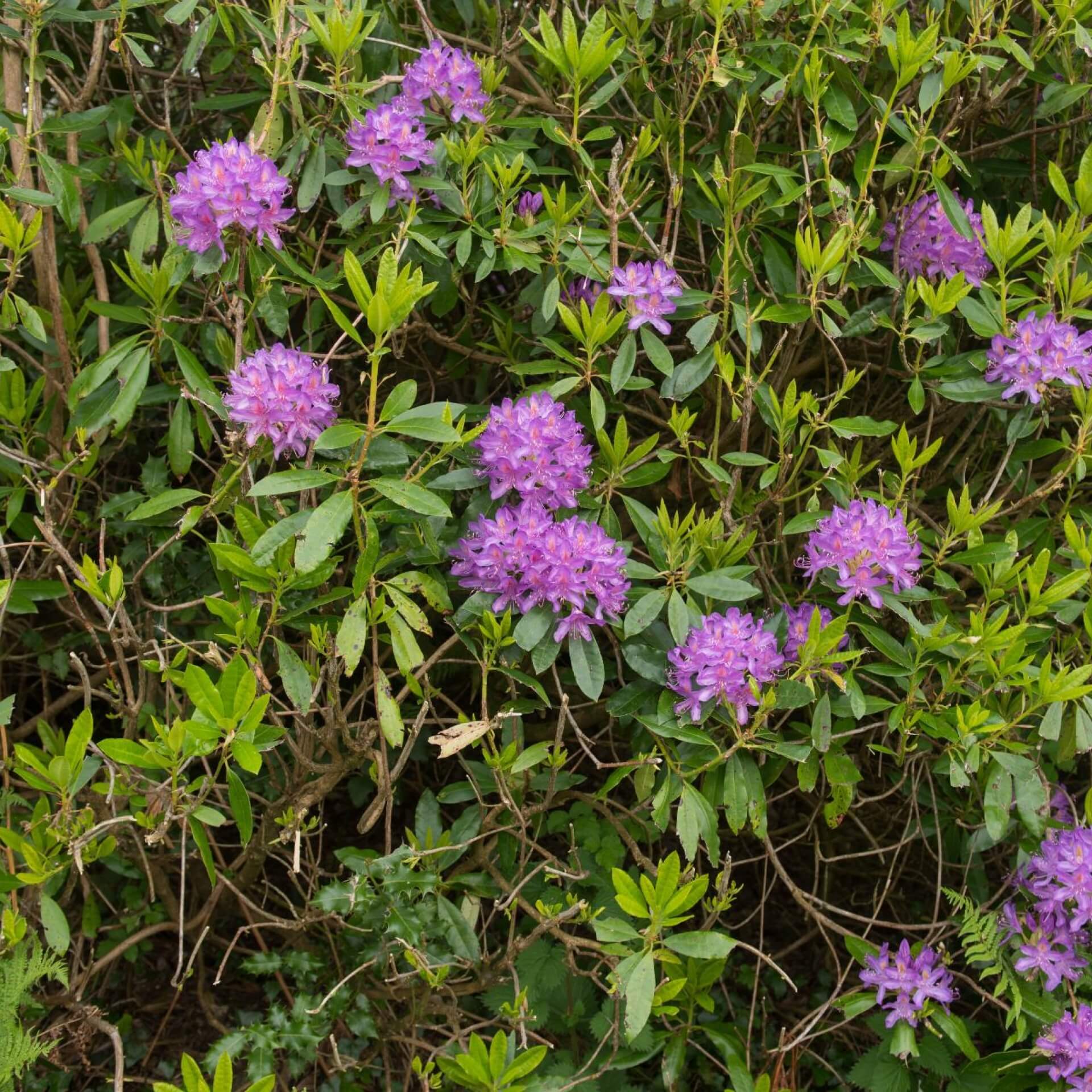 Pontischer Rhododendron (Rhododendron ponticum)