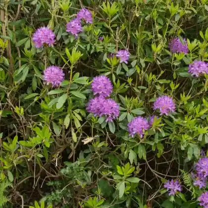 Foto von Pontischer Rhododendron (Rhododendron ponticum)
