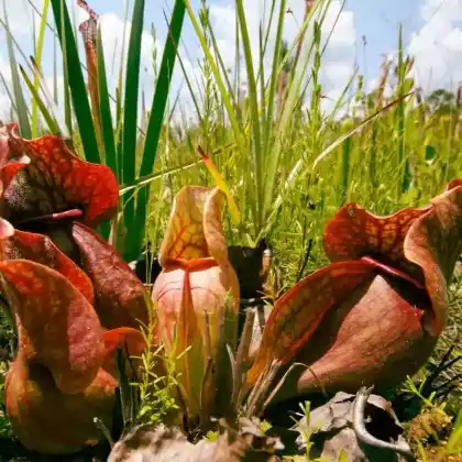 Foto von Rote Schlauchpflanze (Sarracenia purpurea)