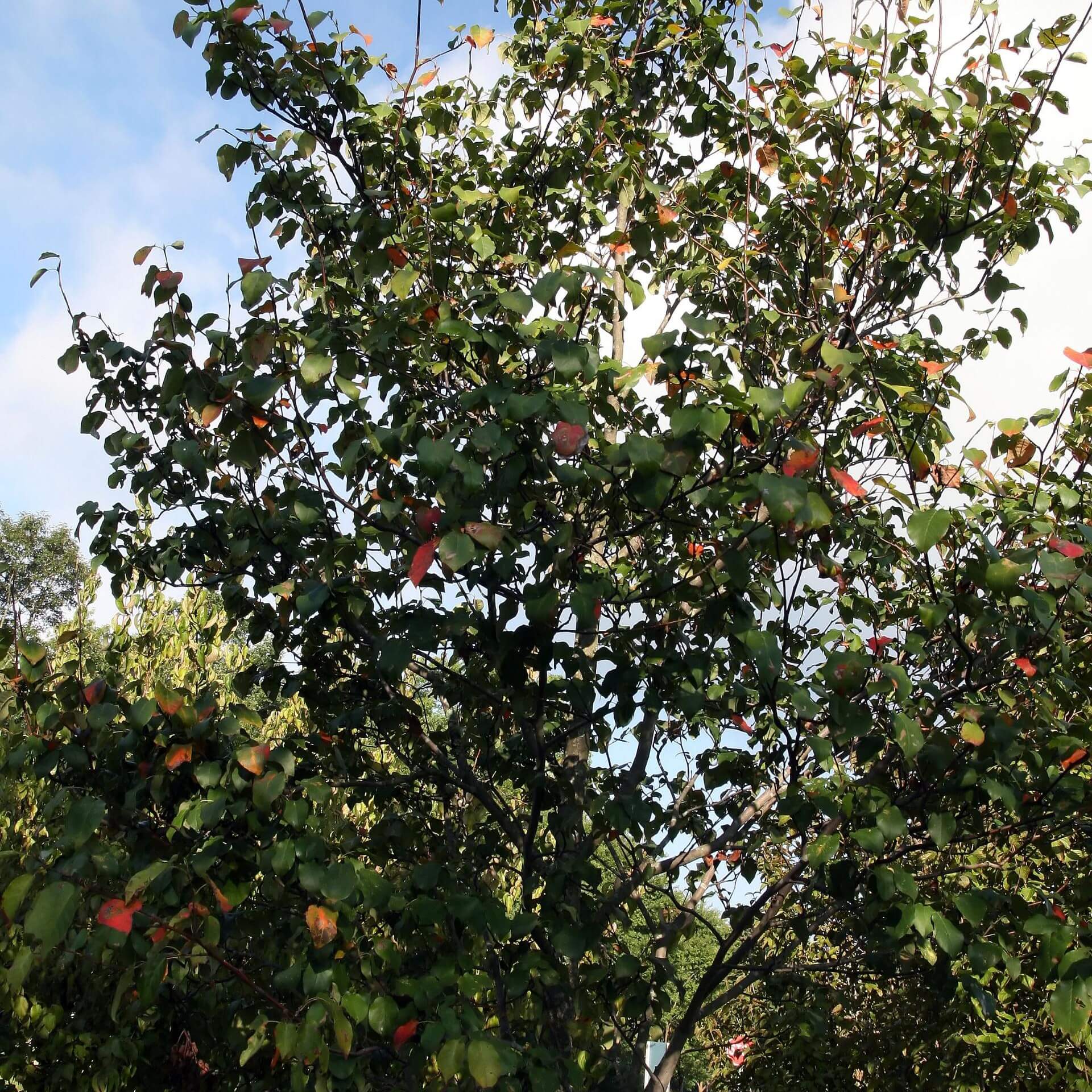 Baum-Felsenbirne 'Robin Hill' (Amelanchier arborea 'Robin Hill')