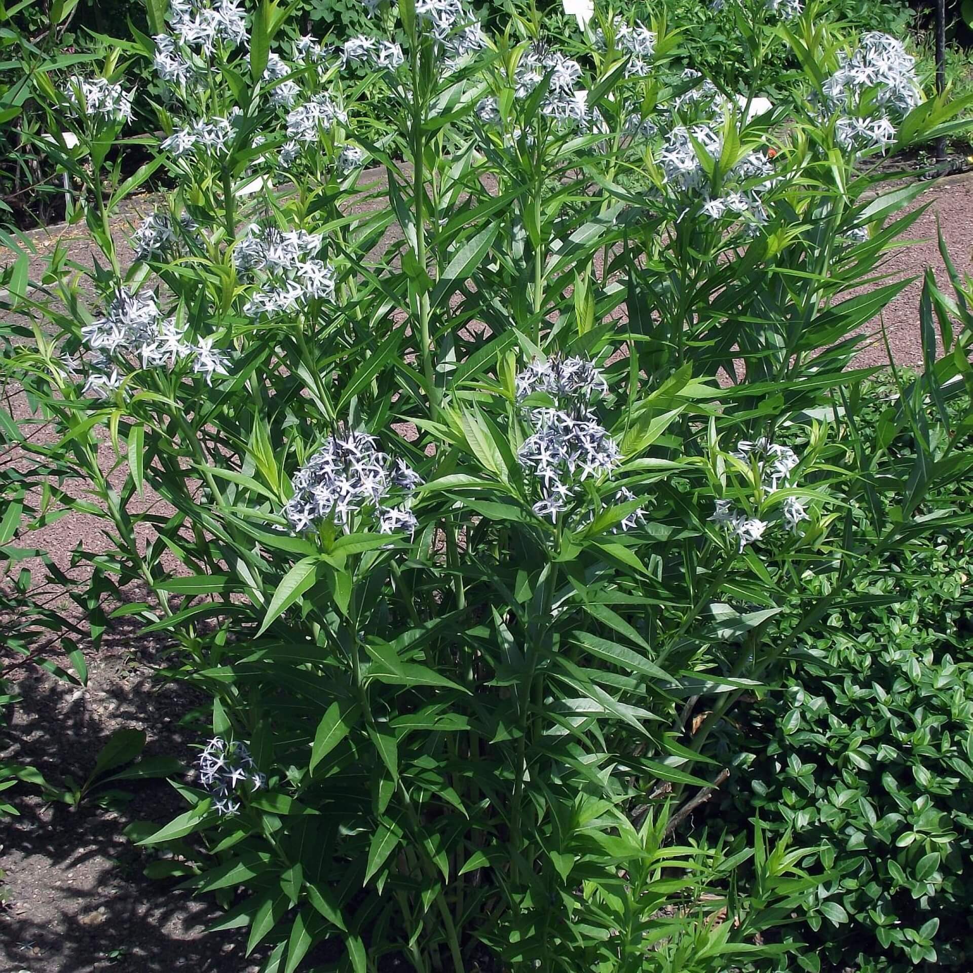 Röhrenstern 'Blue Ice' (Amsonia tabernaemontana 'Blue Ice')